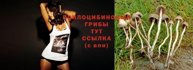 omg как зайти  Шлиссельбург  Псилоцибиновые грибы Psilocybe 